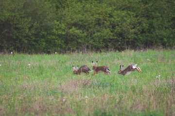 A group of hares playing
