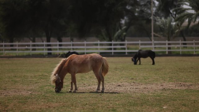 Horses on the pasture in local farm in Qatar