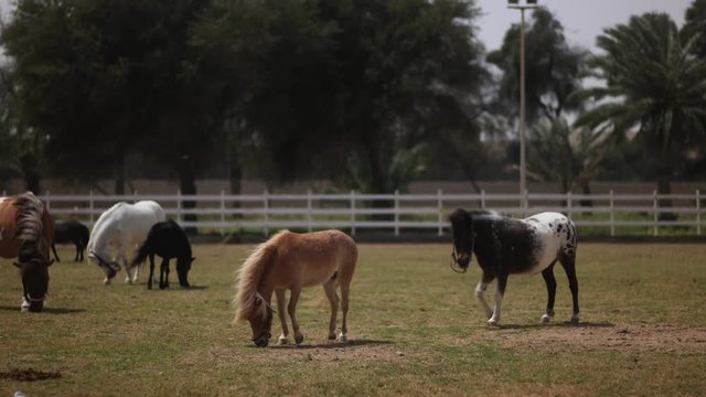 Horses on the pasture in local Qatari farm