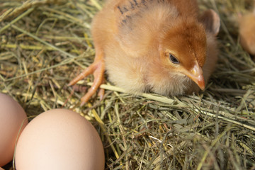 Yellow chickens in the nest near the eggs. Eggs in the nest.