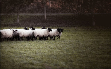 sheeps in a field on a misty cold morning