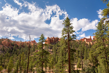 landscape on the bryce canyon in the united states of america