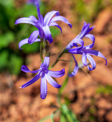 Blue flower in the spring steppe