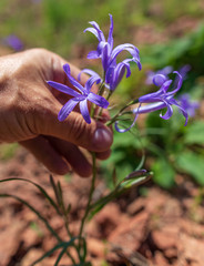 Blue flower in hand in spring steppe