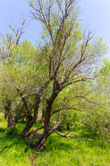 Obraz premium Tree in the steppe near the river in the spring