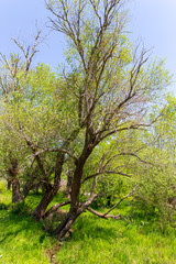 Fototapeta na wymiar Tree in the steppe near the river in the spring