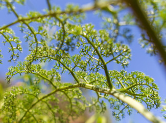 Green leaves on carrot in spring