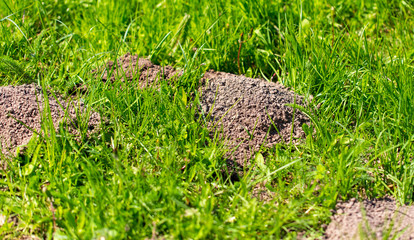 Mole dug in the ground in spring