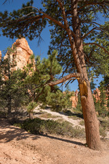 landscape on the bryce canyon in the united states of america