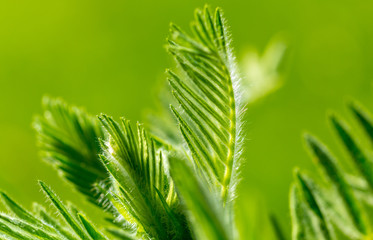 Green leaves on the grass in spring