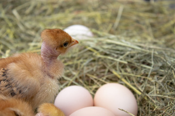 Newborn yellow chickens in hay nest along the whole. Closeup of yellow chickens in the nest.