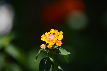 bee on yellow flower