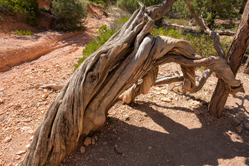 landscape on the bryce canyon in the united states of america