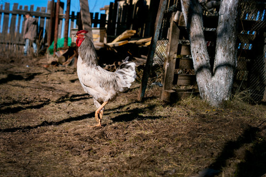 Cock. Fighting rooster. Walking in the countryside.