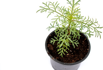 close up of young Cosmos plant isolated on white background with copy space.