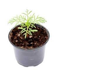 close up of young Cosmos plant isolated on white background with copy space.