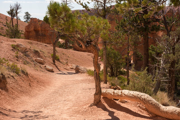 landscape on the bryce canyon in the united states of america