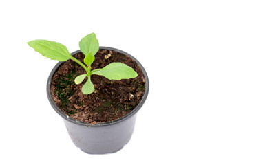 close up of young Daisy plant in a dark pot isolated on white background with copy space, image on left side.