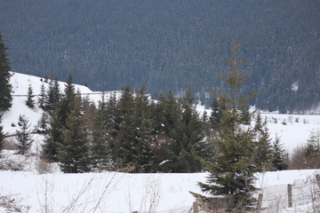 Obraz na płótnie Canvas Mountain winter landscape of snowed forest