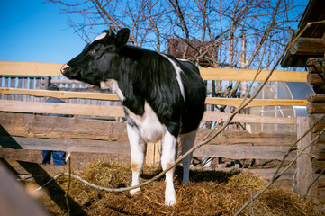 A black and white cow living on a farm.