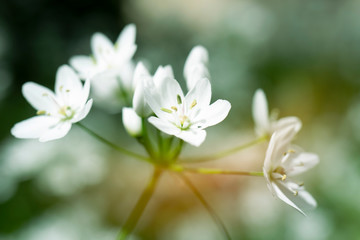 Close-up of a bunch of delicate white flowers with a soft focus background
