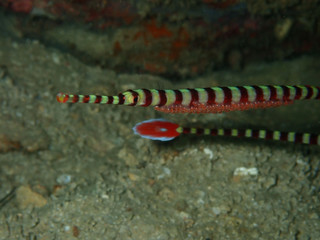 Closeup and macro shot of male Banded Pipefish with eggs during leisure dive in Sabah, Borneo. 
