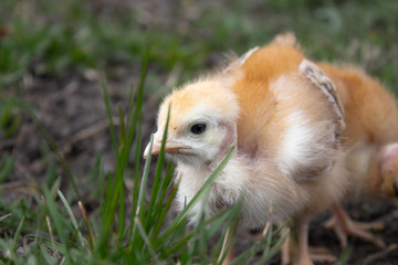 Close-up of yellow chickens on the grass, yellow little chickens, a group of yellow chickens. Poultry farming.