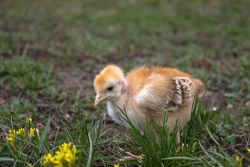 Little chicken, closeup, yellow chicken on the grass. Breeding small chickens. Poultry farming.