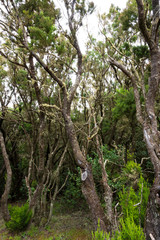 Lorbeerwald auf La Gomera