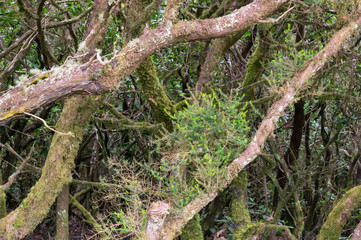 Lorbeerwald auf La Gomera