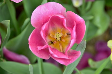 Fototapeta premium pink tulip