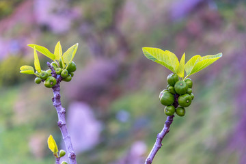 Fig Tree Blooming in Spring in Southern Italy on the Mediterranean Coast