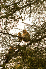 Obraz premium Parent and junior barbary macaques sitting on a branch, in Cedre Gouraud Forest of Morocco