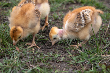 yellow chicks on a grass field or lawn for a design and decoration concept
