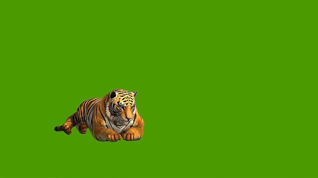 Animation of a tiger, lying down, licking paws, walking, running, leaping and eating