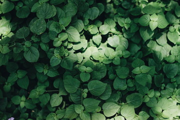 Green leaf texture background
