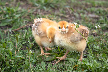 Little chicken, yellow chickens on the grass. Rearing small chickens. Poultry farming.