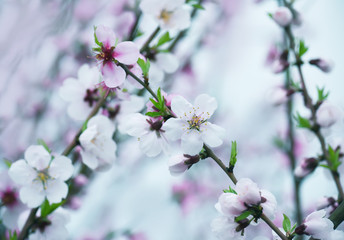 The lush blooming of pink flowers of the peach tree in the garden.