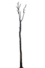 Dead tree isolated on white background