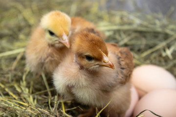 Closeup of yellow chickens in the nest, yellow little chickens, fresh egg in the nest on the farm. Poultry farming.