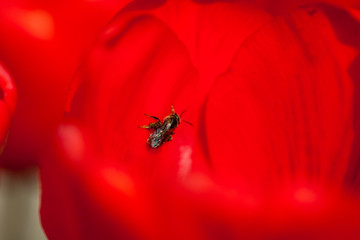 Spring single daisy flower and bee