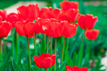 Group of colorful tulip. colorful background