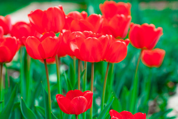 Obraz premium Group of colorful tulip. colorful background