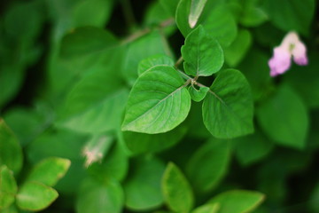 Fototapeta na wymiar Green leaf texture background