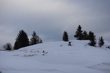 Mountain winter landscape of snowed forest