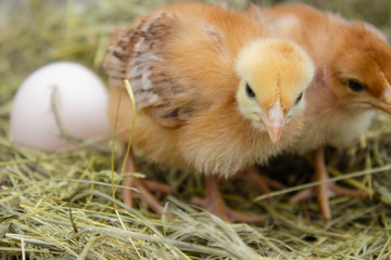 Closeup of yellow chickens in the nest, yellow little chickens, fresh egg in the nest on the farm. Poultry farming.