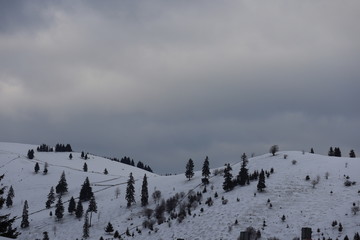 Mountain winter landscape of snowed forest