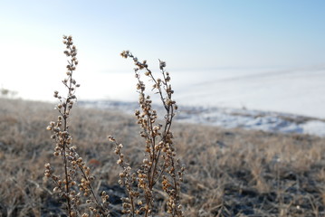 Dry flowers and white mist winter sideway scenery for travel header background in Baikal, Siberia, Russia