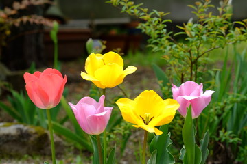 チューリップ