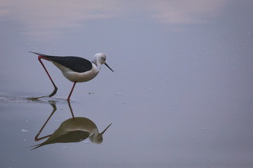 Winged stilts in a protected nature reserve